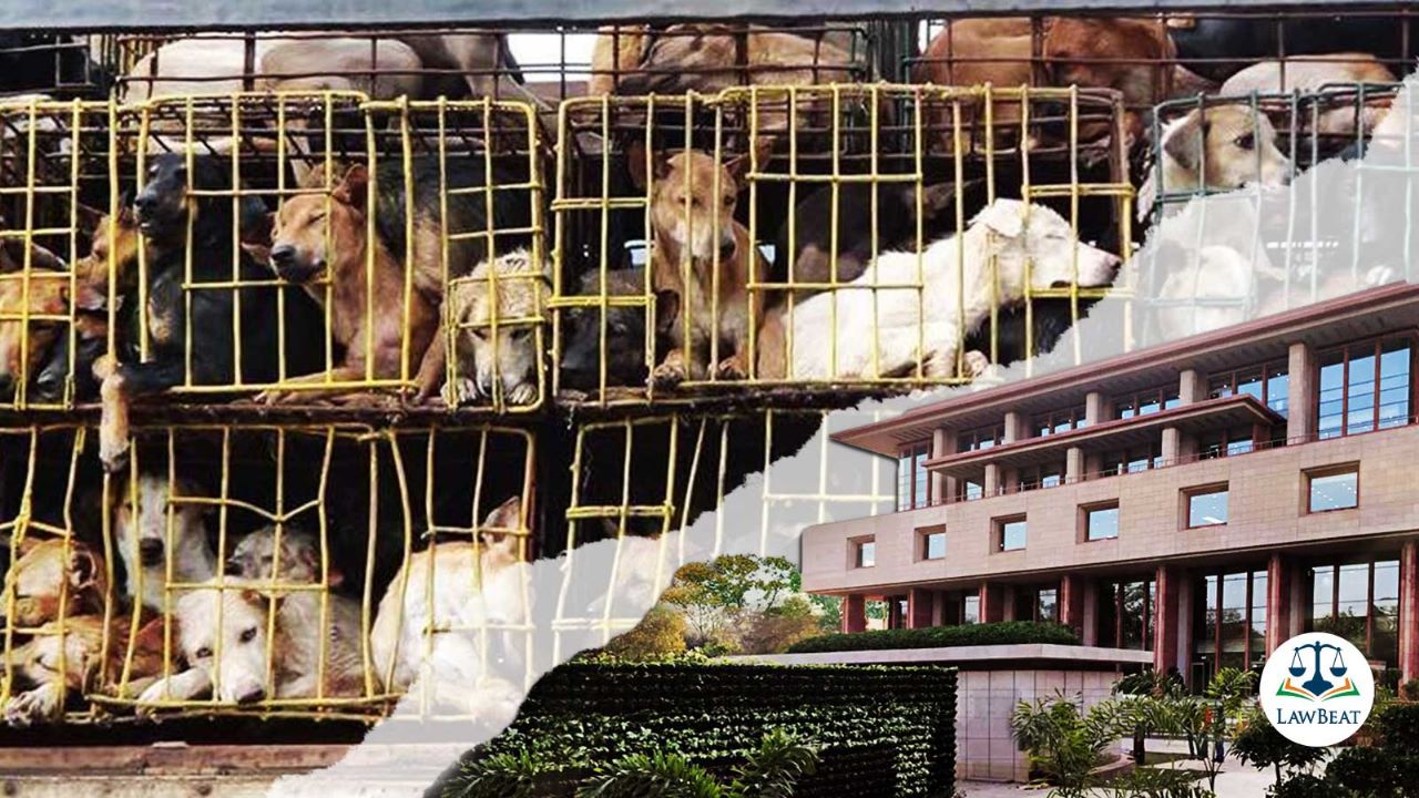 High Court asks Delhi govt to inform about steps taken for implementation of pet shop rules High Court asks Delhi govt to inform about steps taken for implementation of pet shop rules